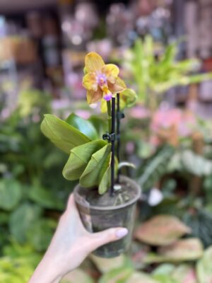 Storczyk z mixa pomarańczowy peloric