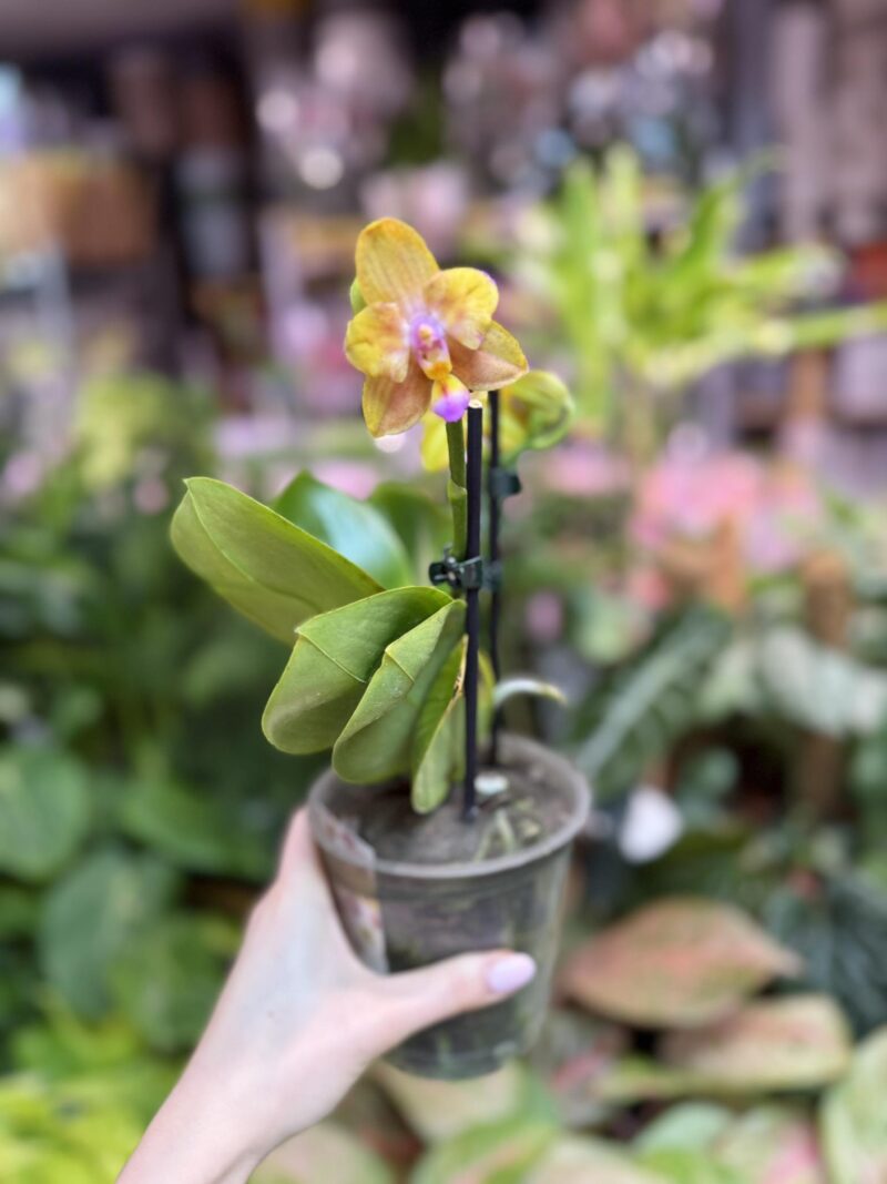 Storczyk z mixa pomarańczowy peloric