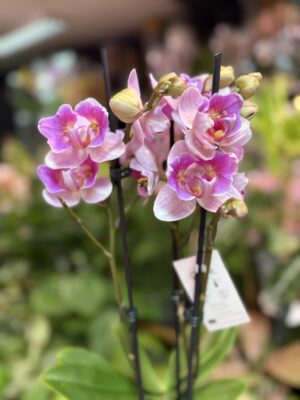 Storczyk z mixa peloric butterfly różowo biały