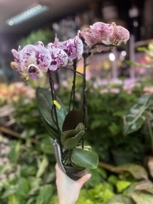 Phalaenopsis Multiflora Exclusivo ‘Athena’ | Storczyk