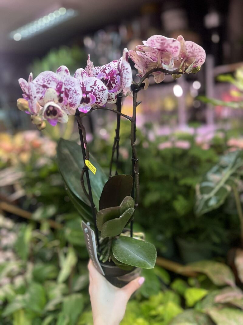 Phalaenopsis Multiflora Exclusivo ‘Athena’ | Storczyk