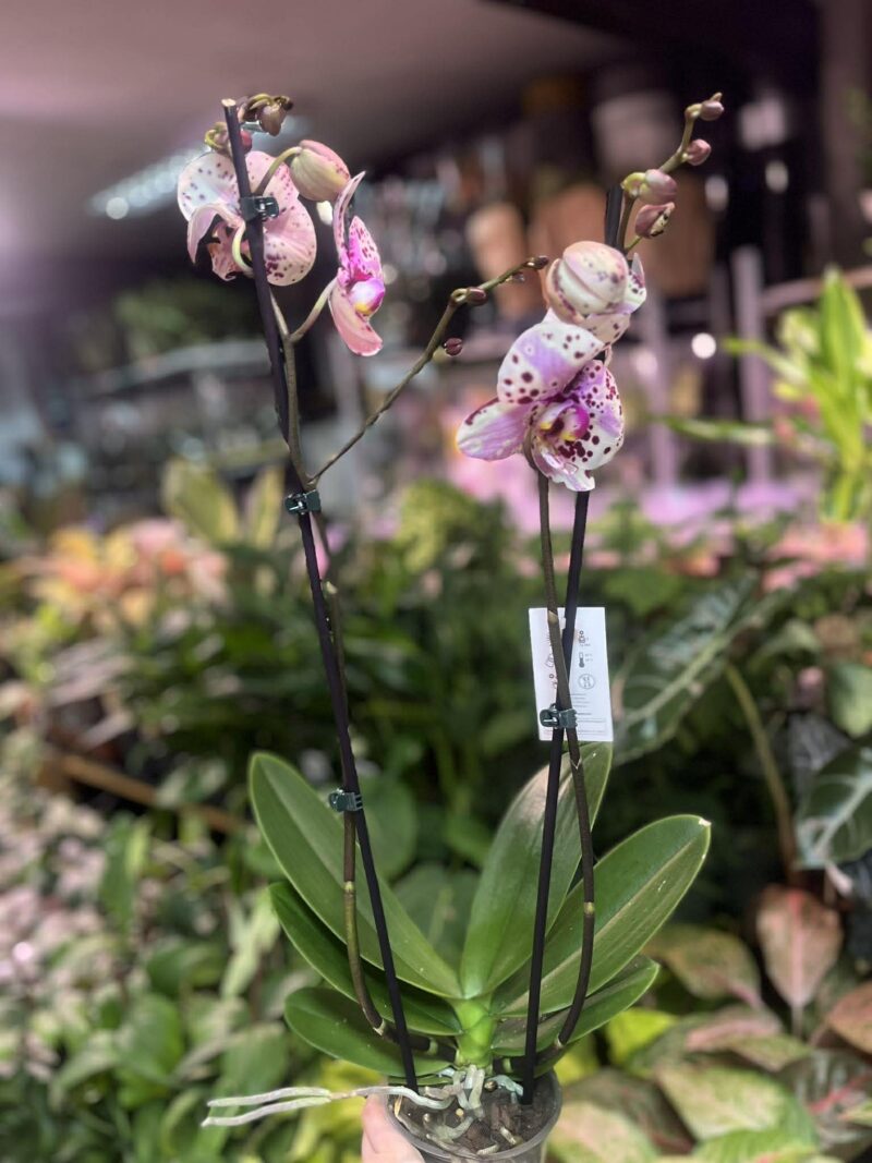 Phalaenopsis Wild Peach | Storczyk
