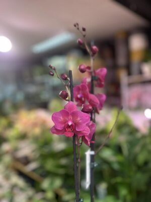 phalaenopsis pavarotti peloric | Storczyk