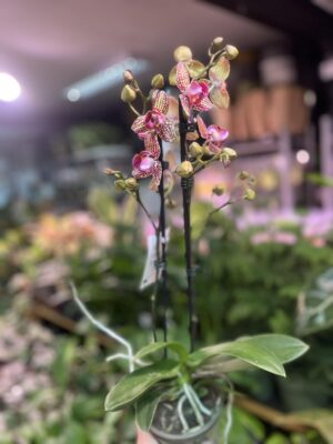 Phalaenopsis Lucky Leopard peloric | Storczyk