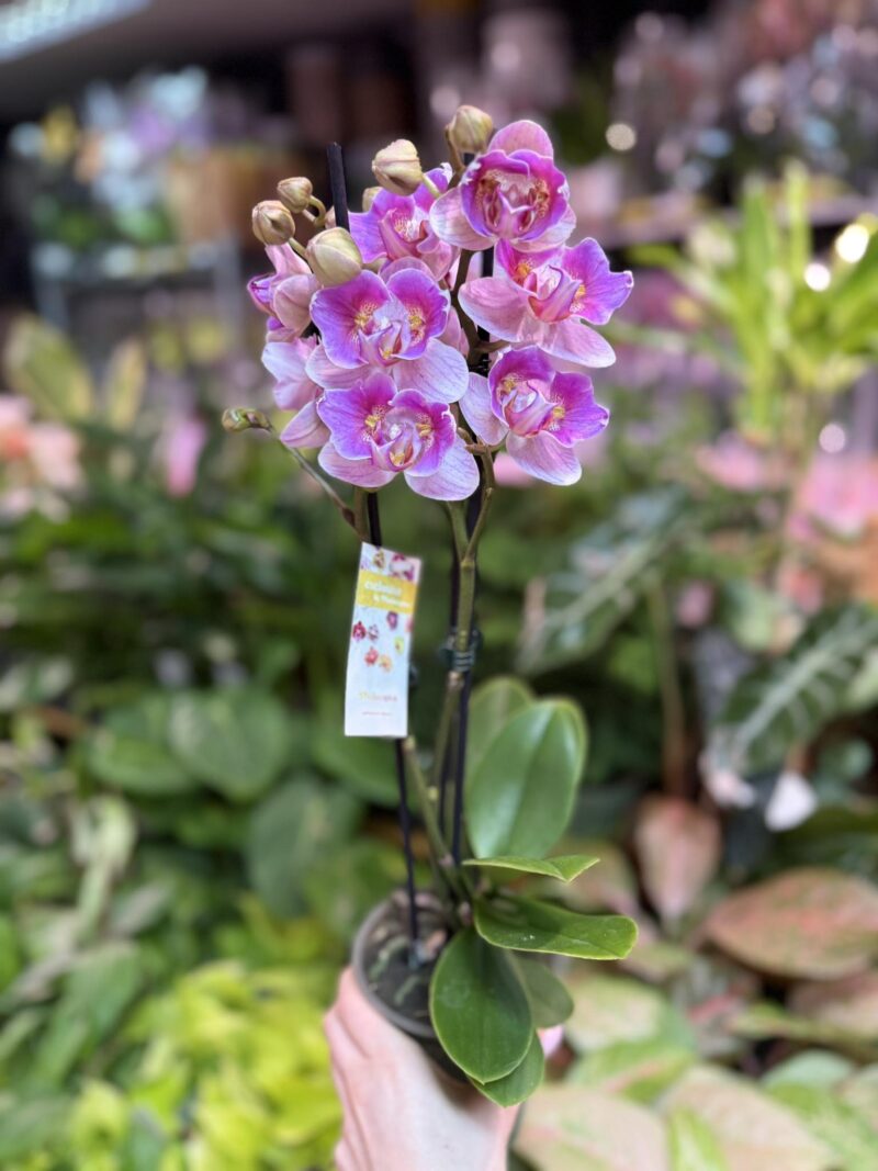 Storczyk z mixa peloric butterfly różowo biały