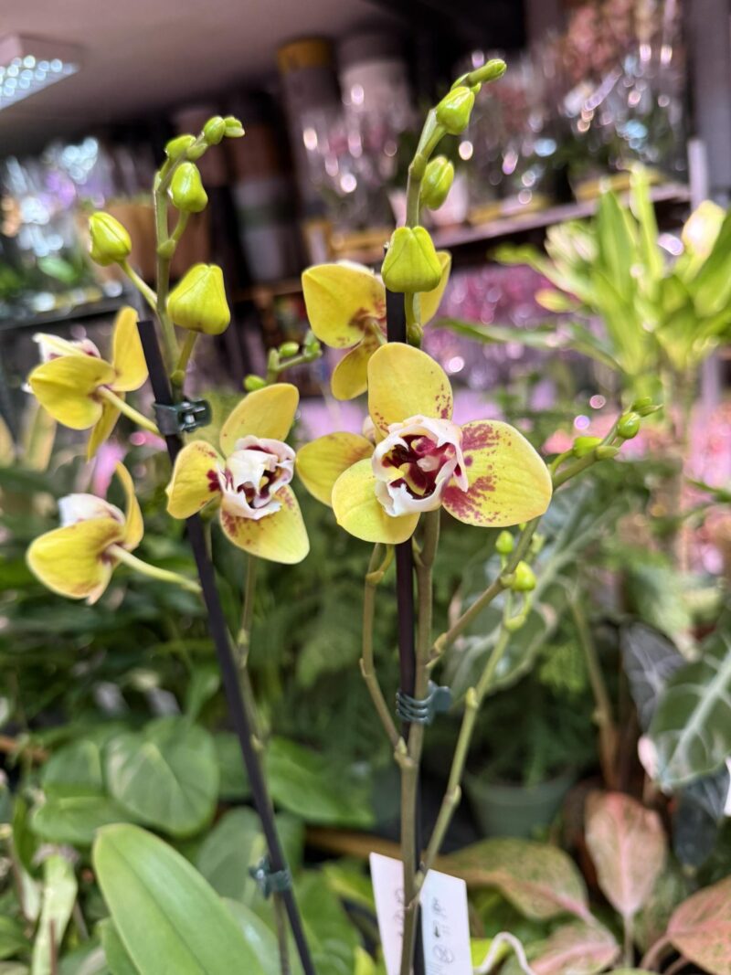 Storczyk z mixa peloryczny żółty