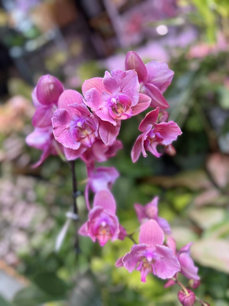 Storczyk z mixa różowy butterfly