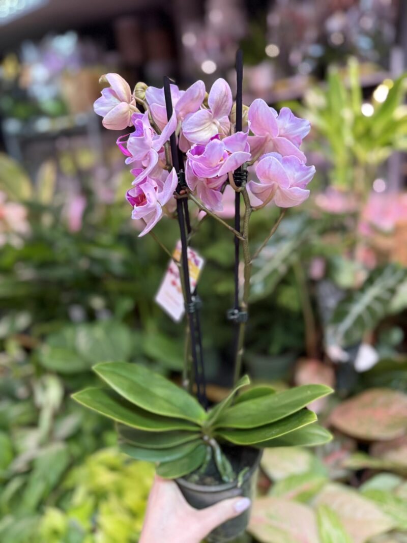 Storczyk z mixa peloric butterfly różowo biały