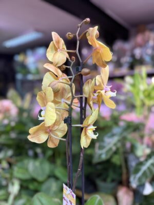 Storczyk z mixa złoty