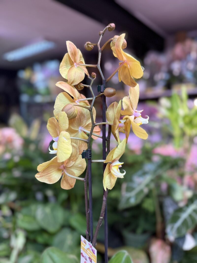 Storczyk z mixa złoty