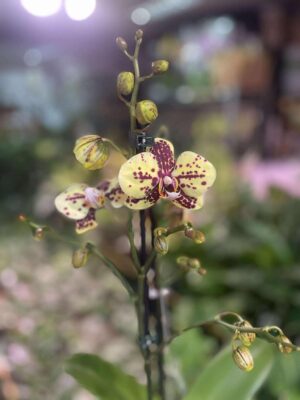 Phalaenopsis Honey Sorbet | Storczyk