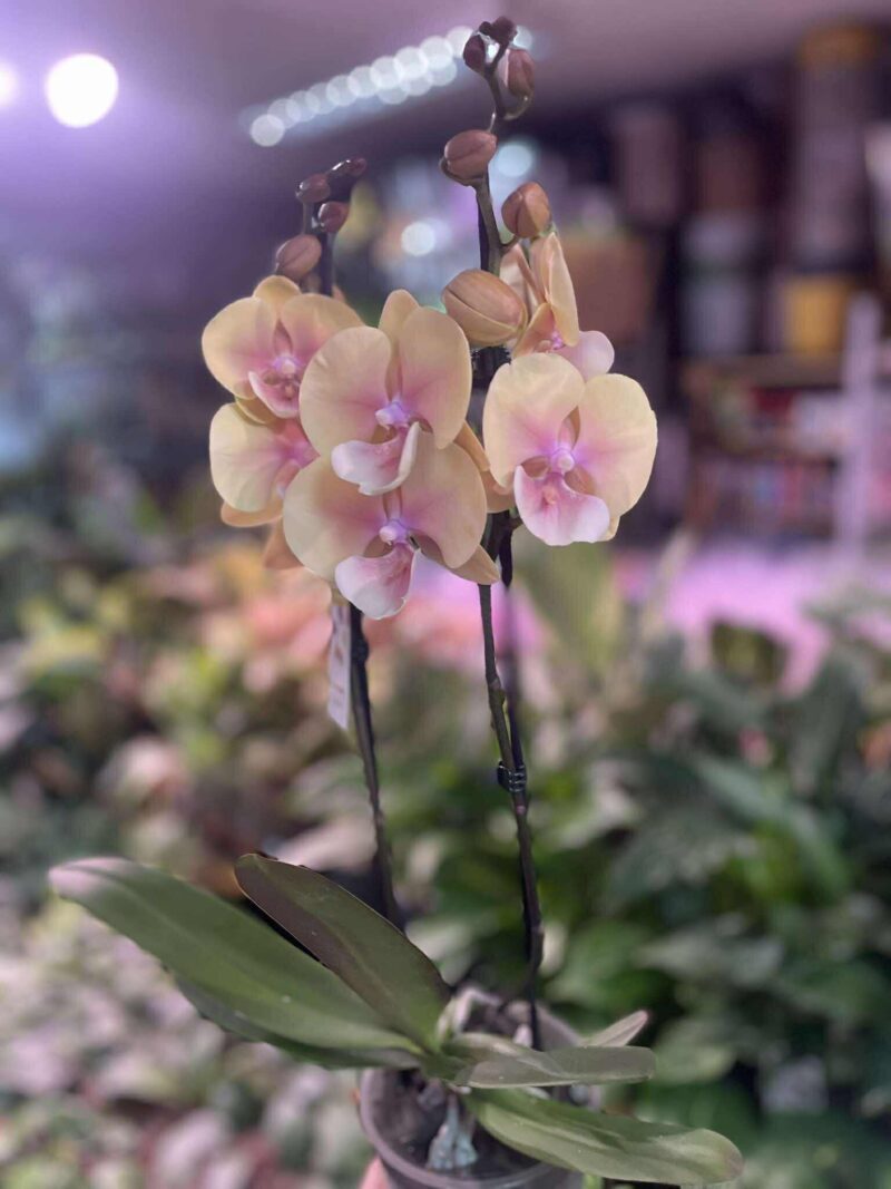 Phalaenopsis BLUSH SUN — BIG LIP | Storczyk