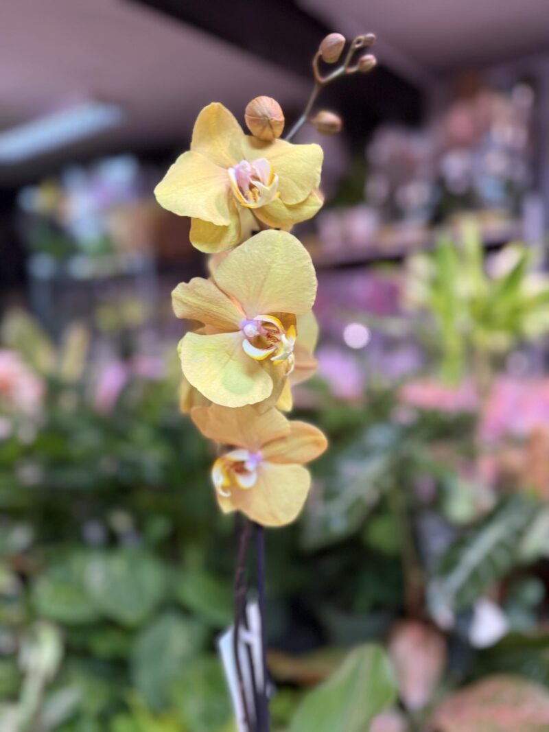 Storczyk z mixa złoty