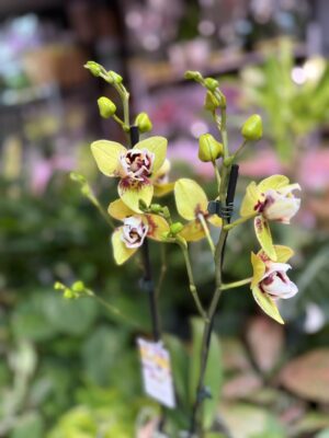 Storczyk z mixa peloryczny żółty