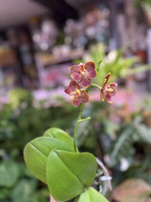 Phalaenopsis Pylo’s sofia | Storczyk