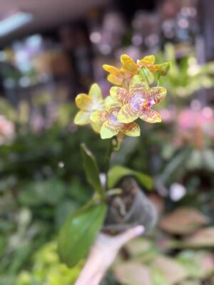 Phalaenopsis Orchid World (FS) | Storczyk pachnacy