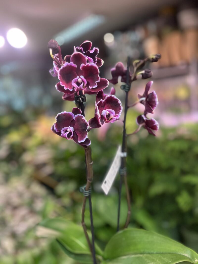 Phalaenopsis summer breath | Storczyk