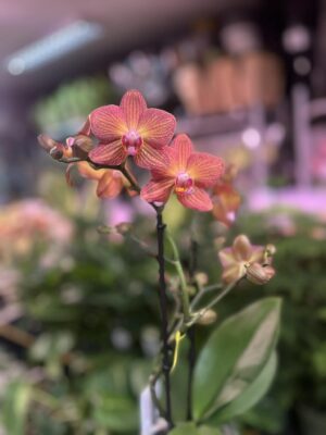 Phalaenopsis Multiflora Exclusivo ‘Eos’ | Storczyk