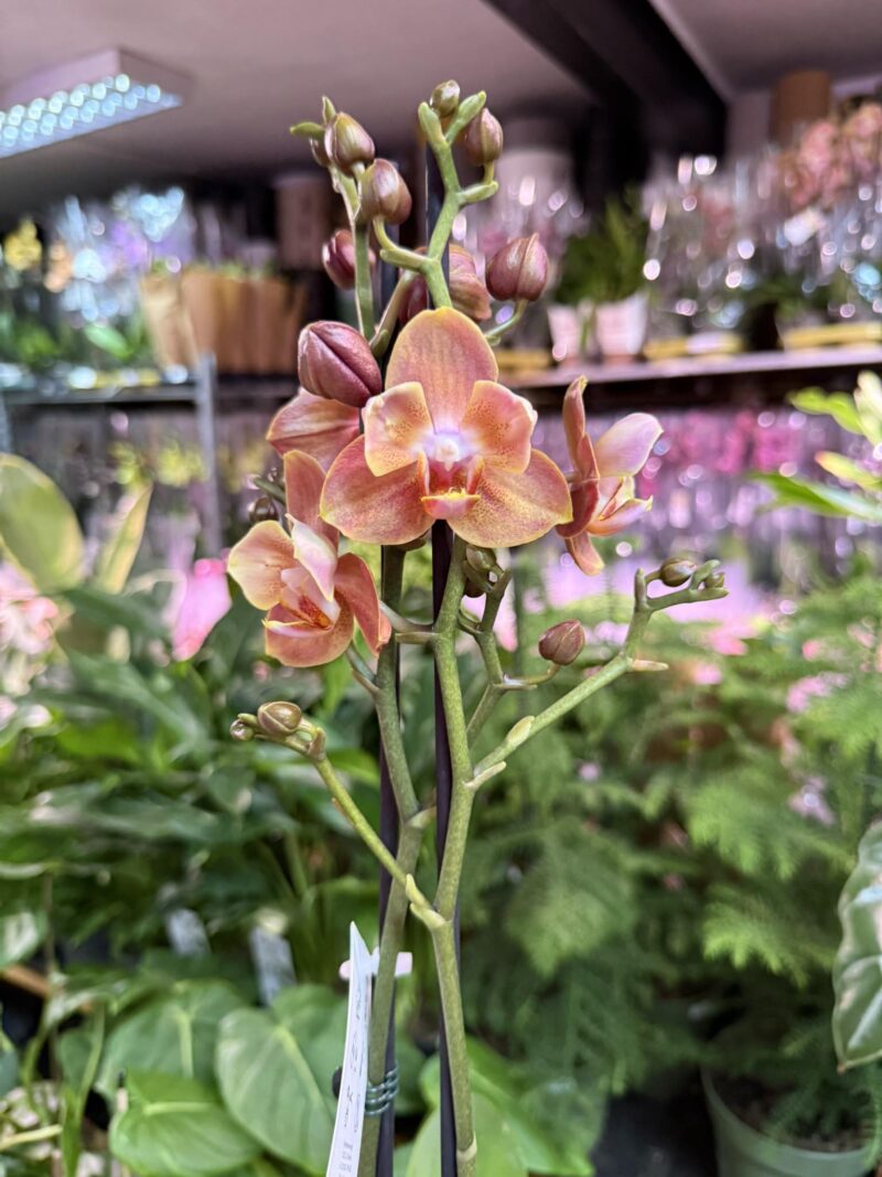 Storczyk z mixa pomarańczony peloric