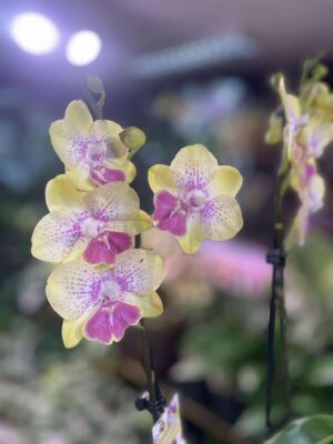 Phalaenopsis Long Pride Kris | Storczyk