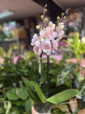 Phalaenopsis [Tying Shin Swallow × (Yaphon Big Mouse × Fusheng’s Bridal Dress)] ‘1214′ (FS) | Storczyk