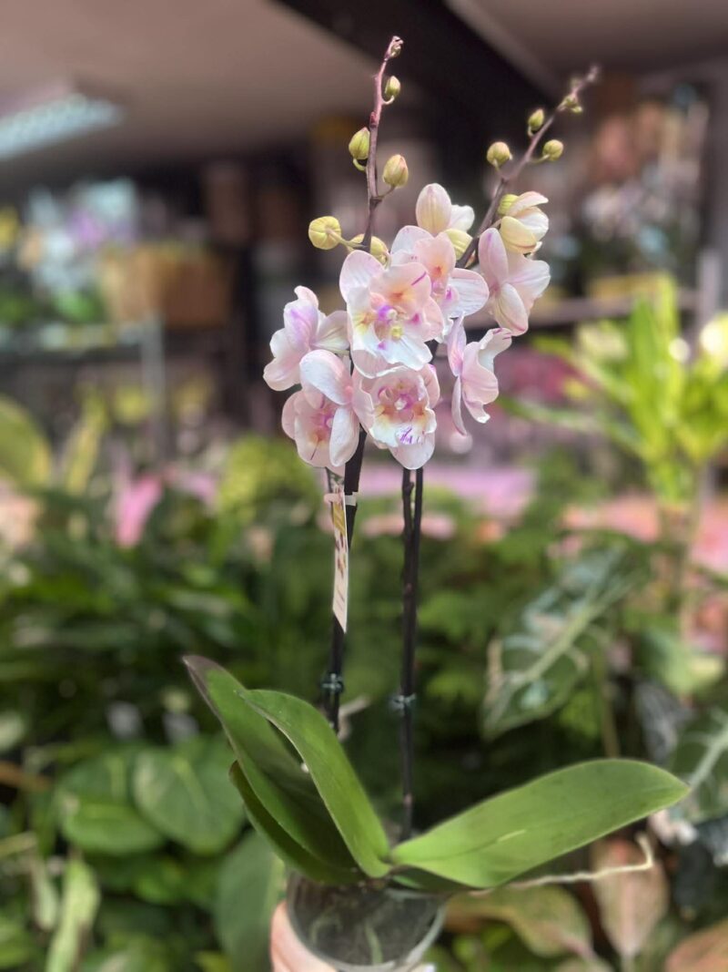 Phalaenopsis [Tying Shin Swallow × (Yaphon Big Mouse × Fusheng’s Bridal Dress)] ‘1214′ (FS) | Storczyk