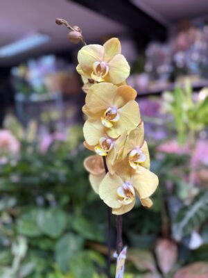 Storczyk z mixa złoty