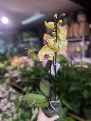Phalaenopsis Golden Goya | Storczyk