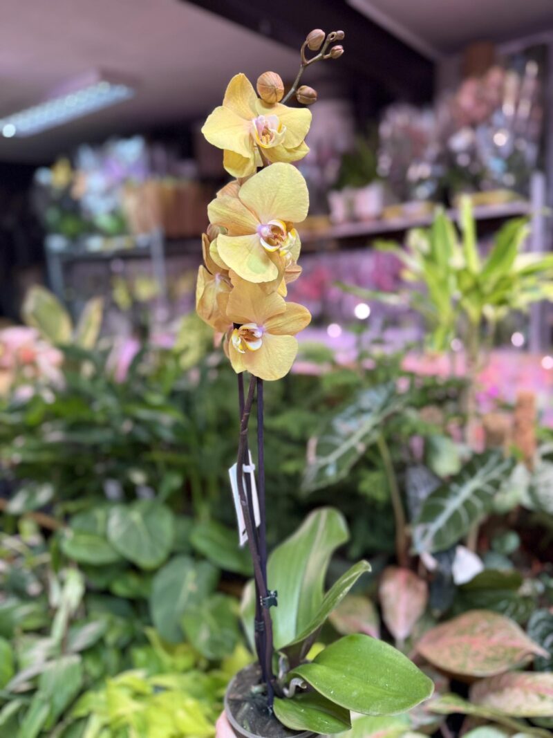 Storczyk z mixa złoty