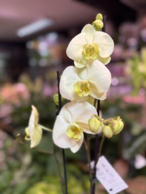 Storczyk z mixa cytrynowy