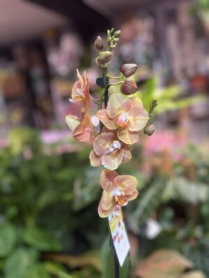 Phalaenopsis Brion Butterfly | Storczyk