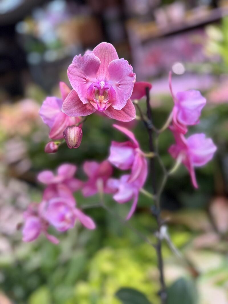 Storczyk z mixa różowy butterfly