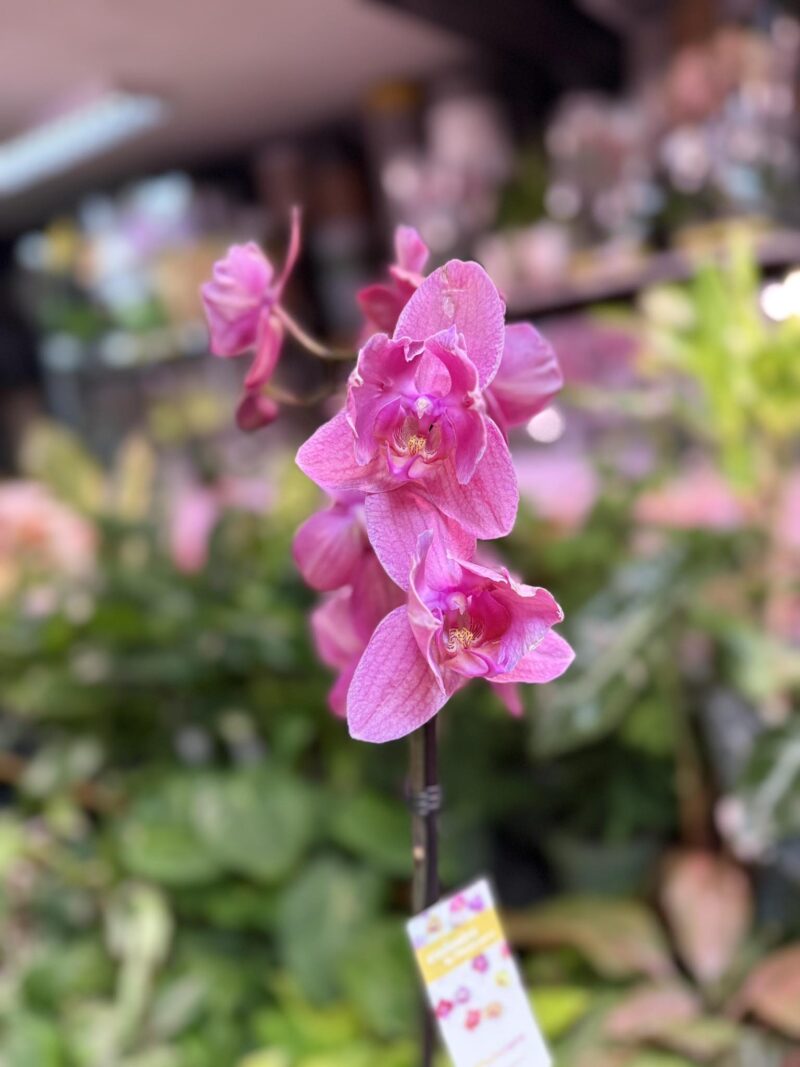 Storczyk z mixa różowy butterfly