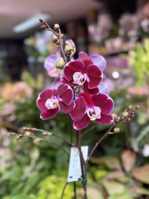 phalaenopsis hot chilli | Storczyk