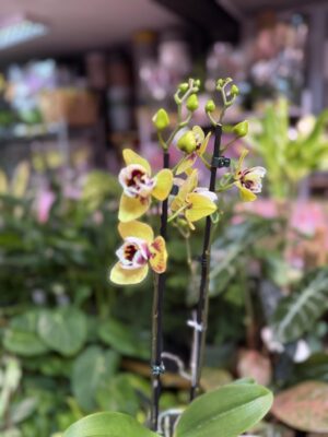 Storczyk z mixa peloryczny żółty