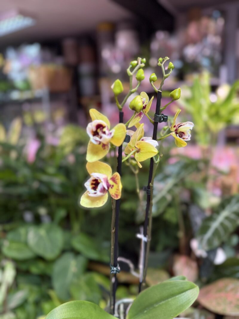 Storczyk z mixa peloryczny żółty