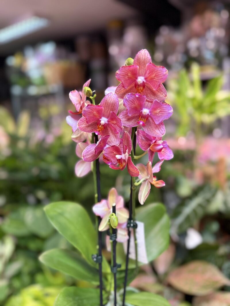 Phalaenopsis Alice Butterfly | Storczyk