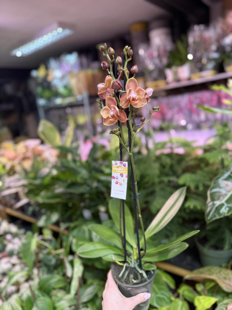 Storczyk z mixa pomarańczony peloric