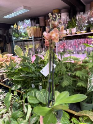 Storczyk z mixa pomarańczony peloric