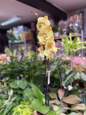 Storczyk z mixa złoty