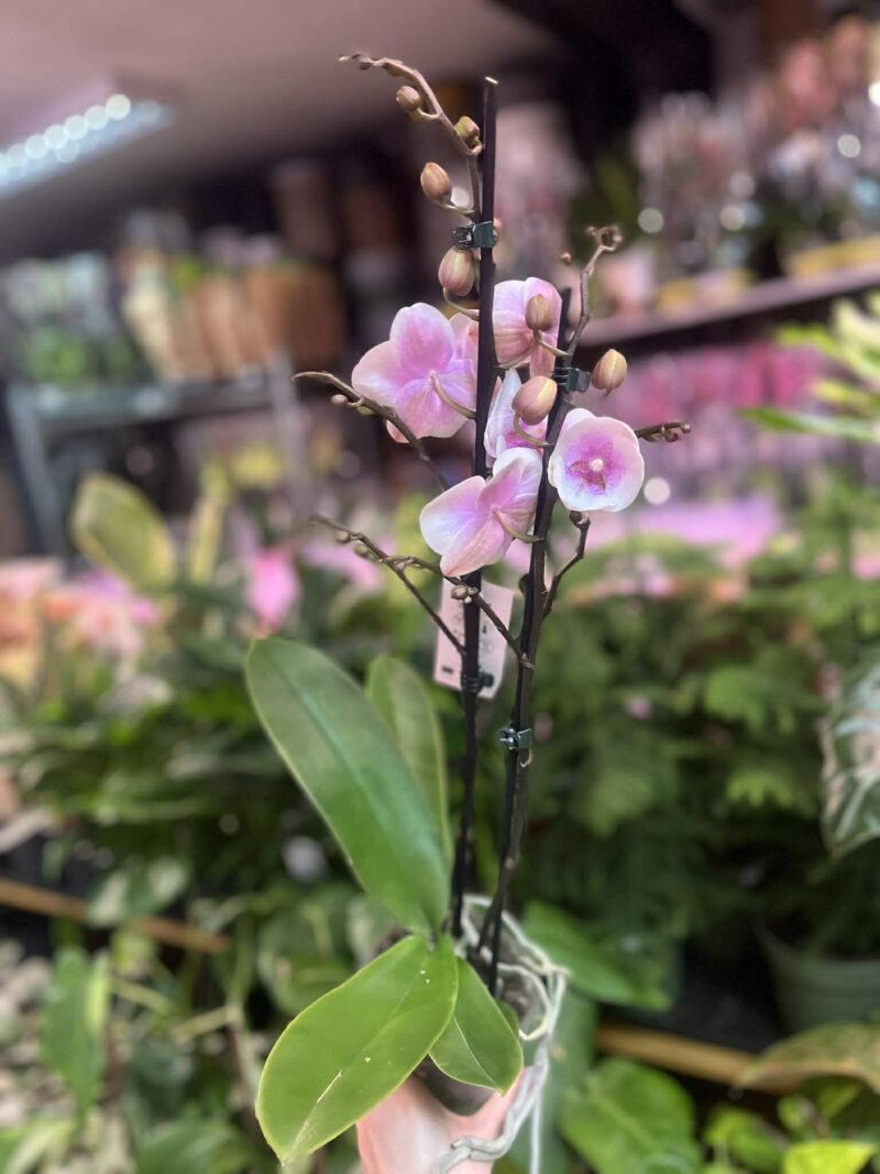 phalaenopsis queen kiss | Storczyk