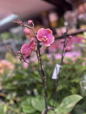 Phalaenopsis Limited – „Pink mutacja” | Storczyk