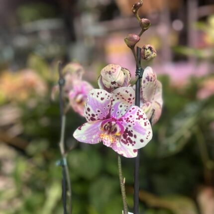 Phalaenopsis Wild Peach | Storczyk