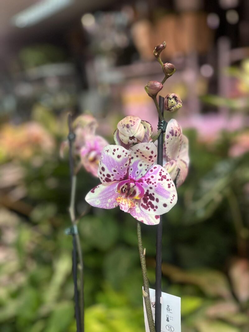 Phalaenopsis Wild Peach | Storczyk