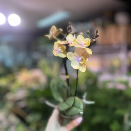 Phalaenopsis Orange | Storczyk Pachnący