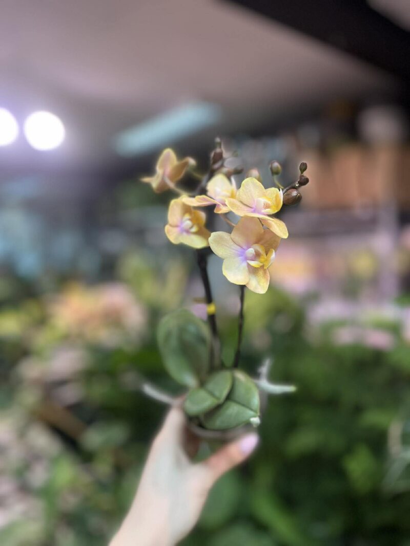 Phalaenopsis Orange | Storczyk Pachnący