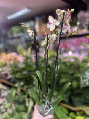 Phalaenopsis Wildcat | Storczyk