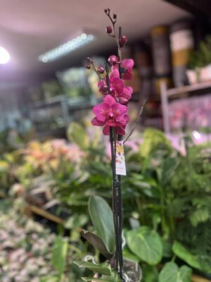 phalaenopsis pavarotti peloric | Storczyk