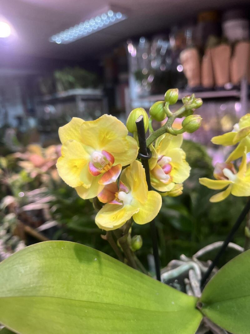 Phalaenopsis yellow peloric | Storczyk