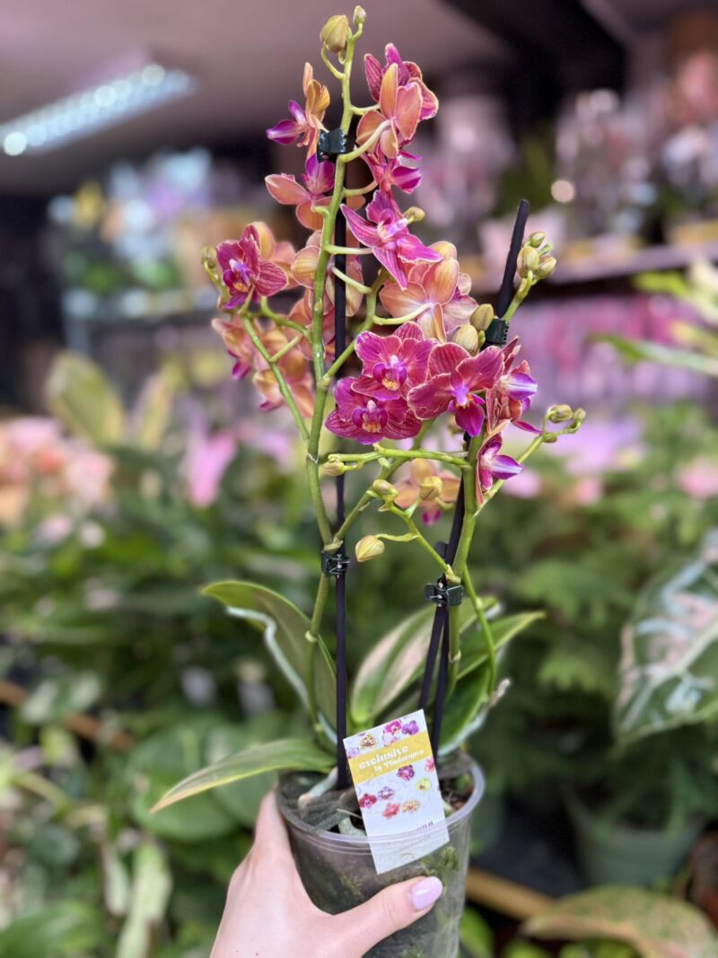 Storczyk z mixa butterfly przepiękny